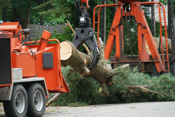 Best Tree Removal Service  in USA